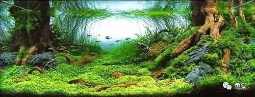 总结：十种最适合于水草缸的小型热带鱼（长文干货，建议马~）