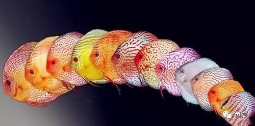 总结：十种最适合于水草缸的小型热带鱼（长文干货，建议马~）