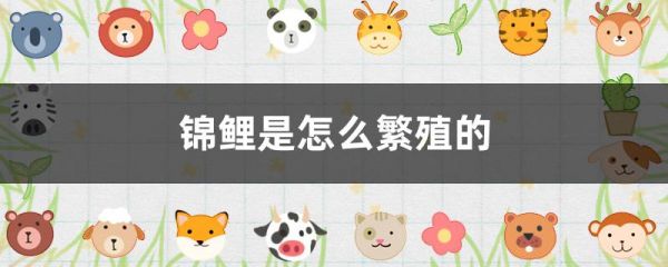 锦鲤是怎么繁殖的