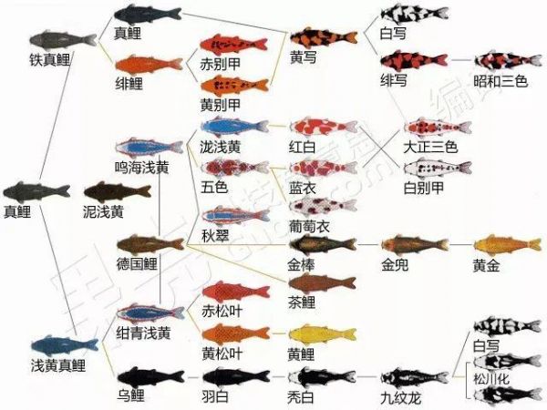 锦鲤鱼如何繁殖