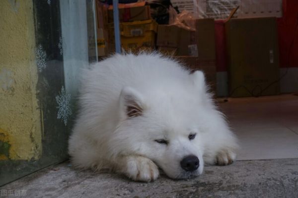 狗狗嗜睡是要冬眠?不,真相在这里
