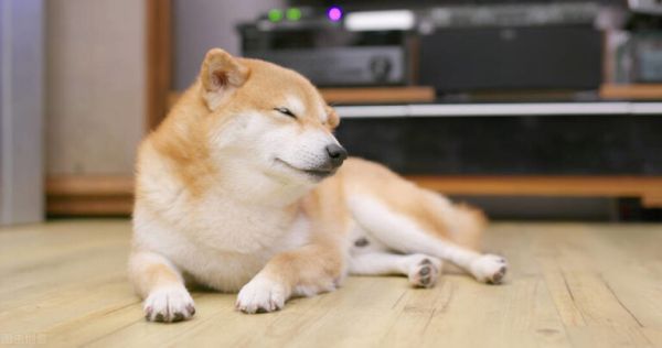 狗狗嗜睡是要冬眠?不,真相在这里
