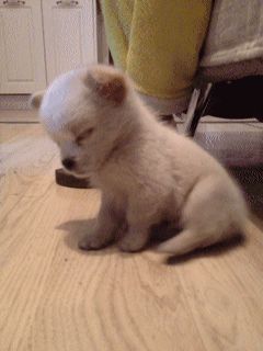 狗狗嗜睡是要冬眠?不,真相在这里