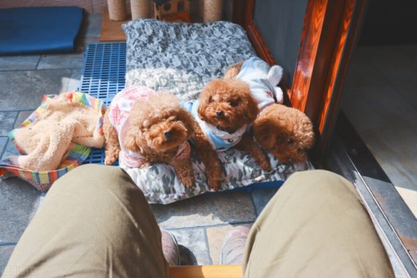 狗狗嗜睡是要冬眠?不,真相在这里