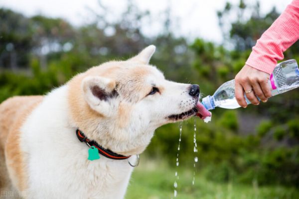 狗狗嗜睡是要冬眠?不,真相在这里