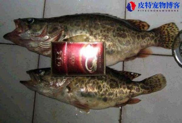 钓鱼鱼饵的制作方法和配方，海钓饵制作配方大全，自制最有效鱼饵配方