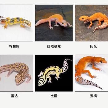 蜴蜥怎么养