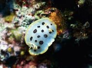 水族中黄粉的使用方法