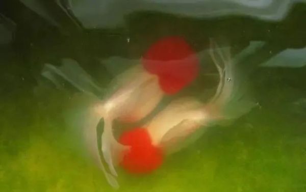 7 种常见鱼缸藻,有 1 种能形成绿毯