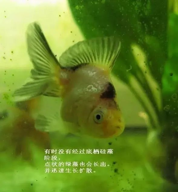 7 种常见鱼缸藻,有 1 种能形成绿毯