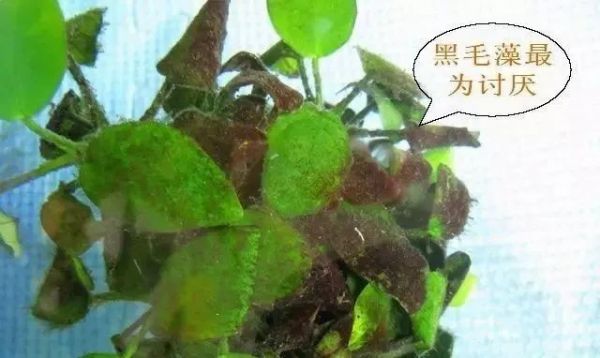 7 种常见鱼缸藻,有 1 种能形成绿毯