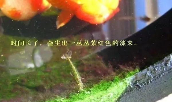 7 种常见鱼缸藻,有 1 种能形成绿毯