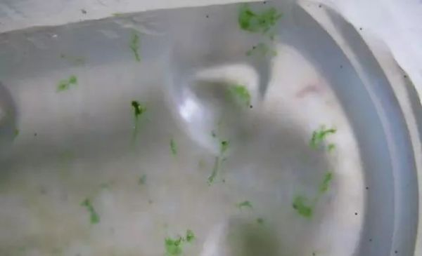 7 种常见鱼缸藻,有 1 种能形成绿毯