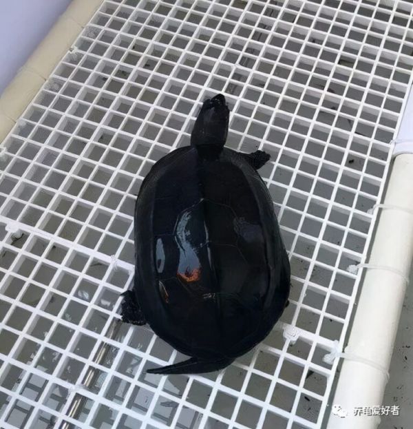 养好最便宜的草龟,再养这些品种的龟,问题不大