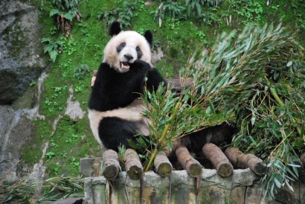 重庆杨家坪动物园可以带宠物吗