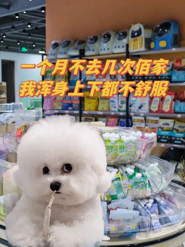 2000平的萌宠专卖店｜宠物一条龙太舒心了