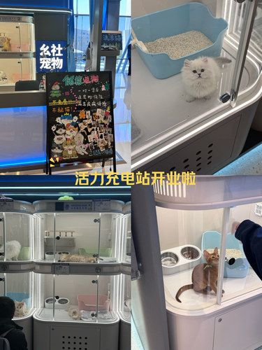 还以为是新开的猫店，原来是翻新！
