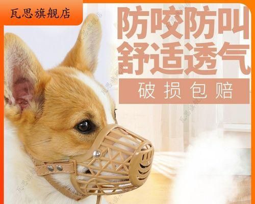 最佳喂食时间（为宠物狗选择合适的喂食时间）