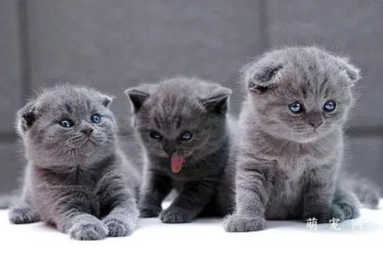 蓝猫的性格特点及喂养方式?