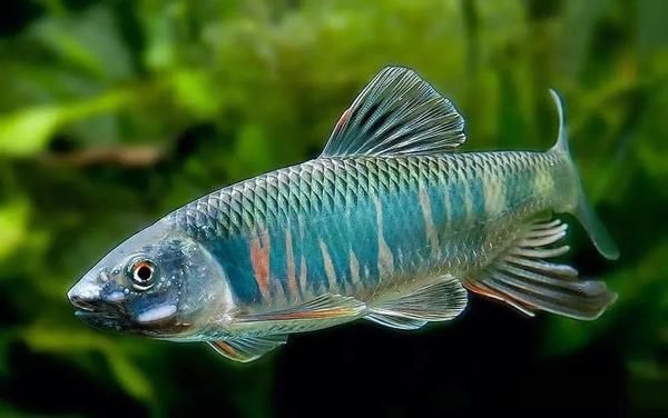 与草缸适配度极高的水族生物，你养过哪几种？-有驾