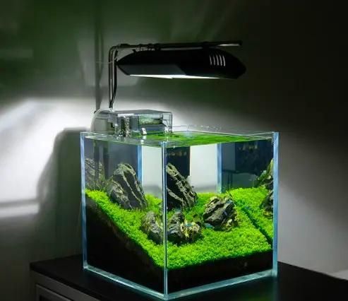与草缸适配度极高的水族生物，你养过哪几种？-有驾