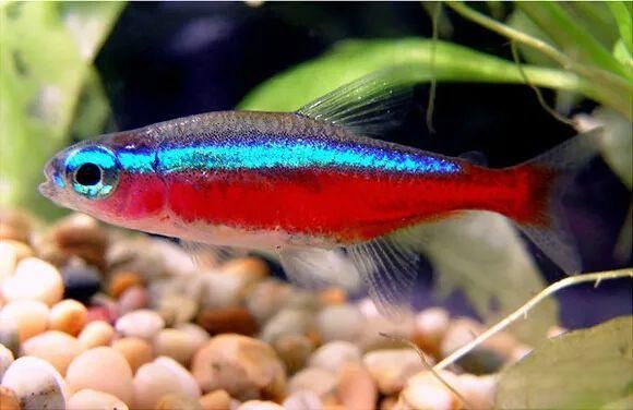 与草缸适配度极高的水族生物，你养过哪几种？-有驾