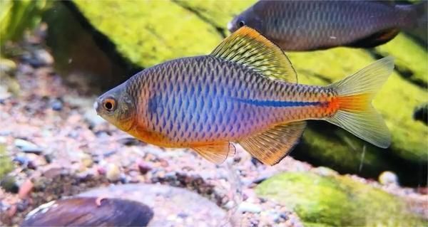 与草缸适配度极高的水族生物，你养过哪几种？-有驾