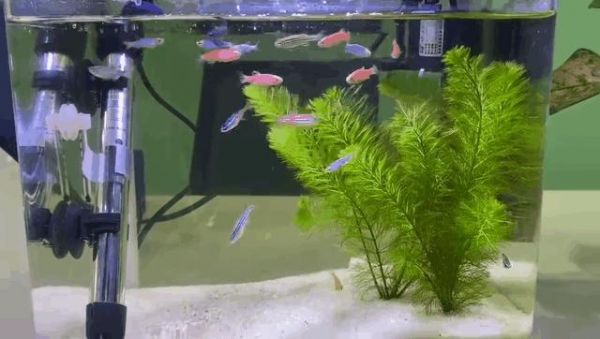 与草缸适配度极高的水族生物，你养过哪几种？-有驾