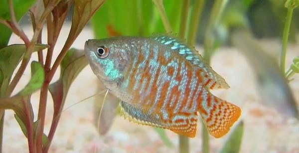 与草缸适配度极高的水族生物，你养过哪几种？-有驾