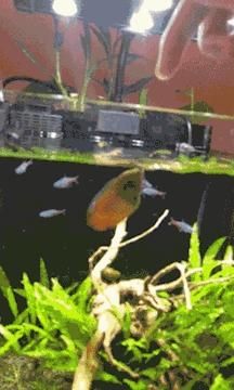 与草缸适配度极高的水族生物，你养过哪几种？-有驾