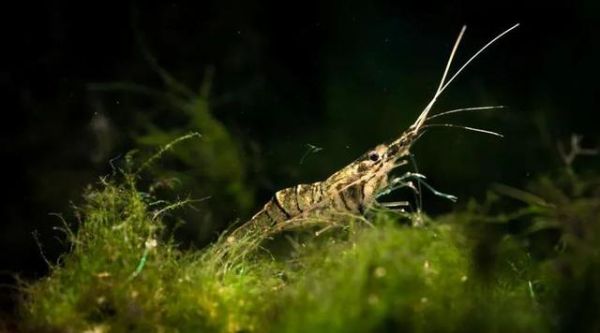 与草缸适配度极高的水族生物，你养过哪几种？-有驾
