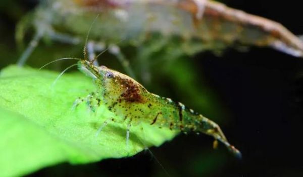 与草缸适配度极高的水族生物，你养过哪几种？-有驾
