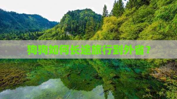 狗狗如何长途旅行到外省？