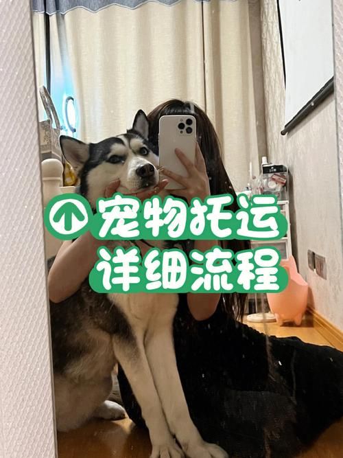 宠物咨询（宠物咨询免费）