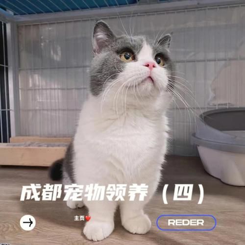 宠物咨询（宠物咨询免费）