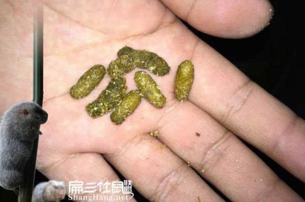 竹鼠大便发黄黑