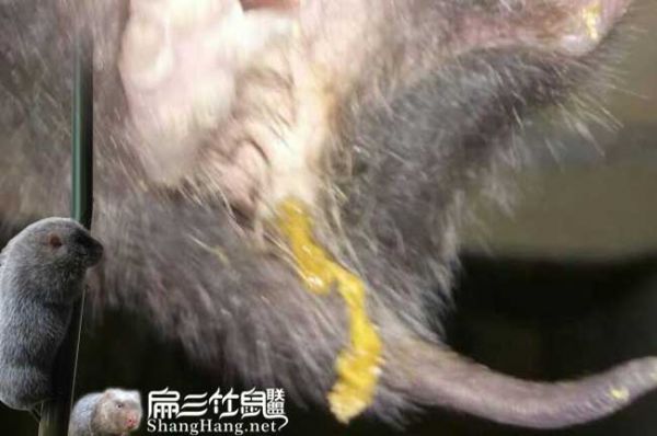竹鼠大便发黄