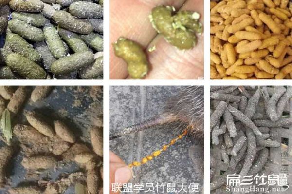竹鼠大便大便分析
