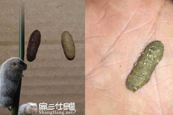 竹鼠大便发黄