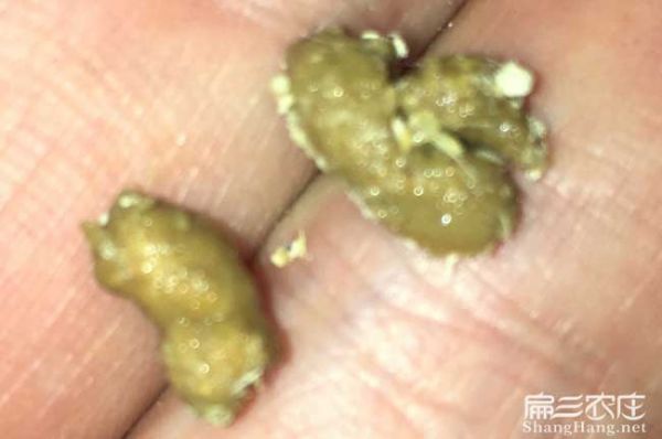 竹鼠大便发黄