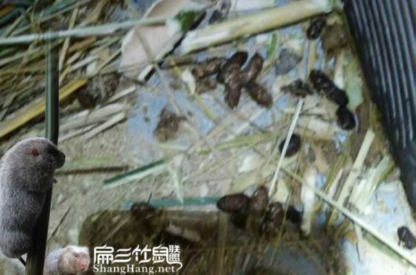 竹鼠大便发黑