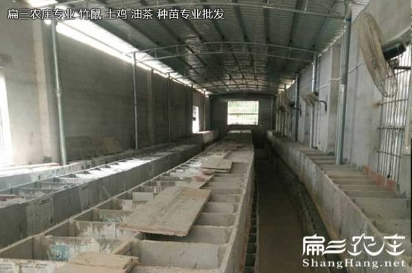 竹鼠粪便成糊状