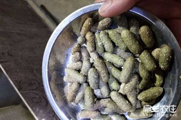 肠炎竹鼠大便