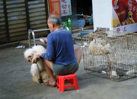 适合老年人饲养的几种狗