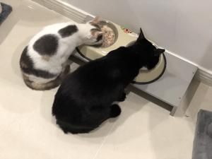 科学自制猫饭(熟肉)猫罐头的做法 步骤6