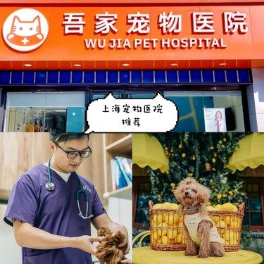 上海良心[爱心]宠物医院推荐！！纯分享无广