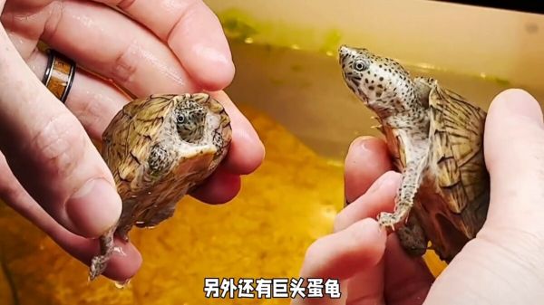 美国蛋龟百科:探秘麝香、巨头、剃刀等常见品种
