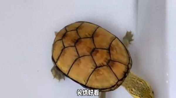 美国蛋龟百科:探秘麝香、巨头、剃刀等常见品种