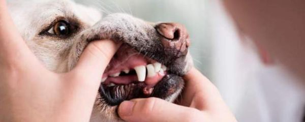 狗狗磨牙期结束所需时间，一般为7个月左右