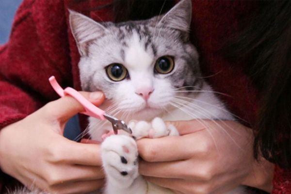 宠物猫饲养技巧:英短青猫挑食怎么办？